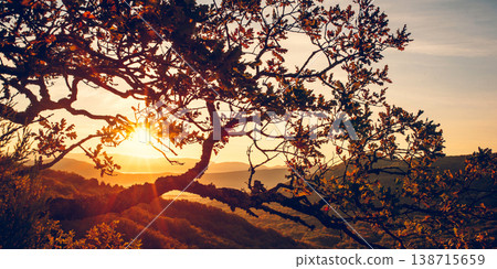 Beautiful view of the rising sun through the branches of a tree. Beautiful view of the rising sun through the branches of a tree. 138715659