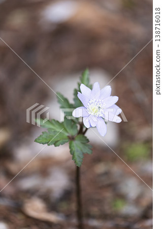 The lovely blooming Anemone pseudoaltaica, Shichikashuku Town, Miyagi Prefecture. 138716018
