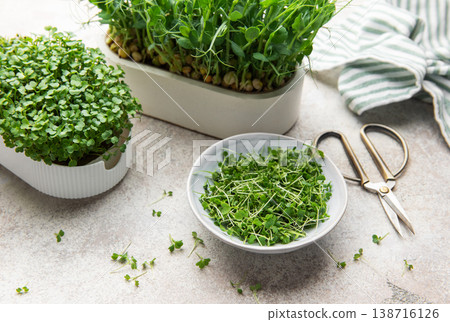 Freshly cut microgreens in a bowl with growing trays and shears 138716126