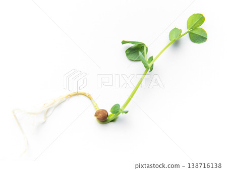 Green pea sprout growing from seed with roots 138716138