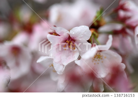 Cherry blossoms wet in the rain Cherry blossoms wet in the rain 138716153