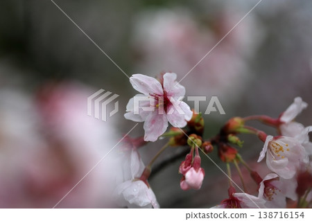 Cherry trees wet with rain Cherry trees wet with rain 138716154