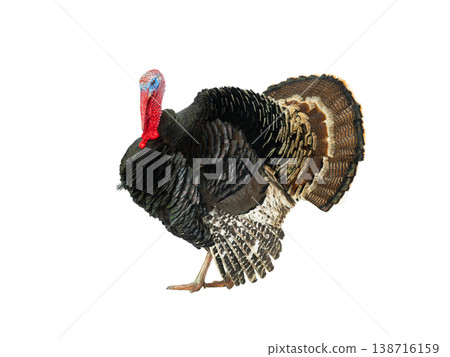 beautiful male turkey isolated on white background beautiful male turkey isolated on white background 138716159