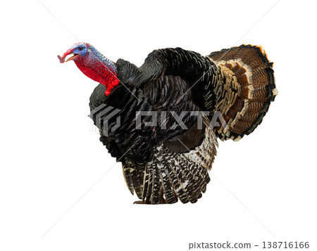 beautiful male turkey isolated on white background beautiful male turkey isolated on white background 138716166