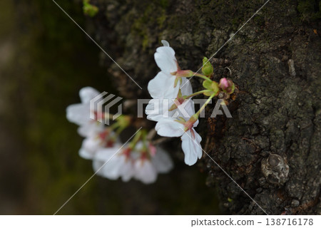 櫻花 櫻花 138716178