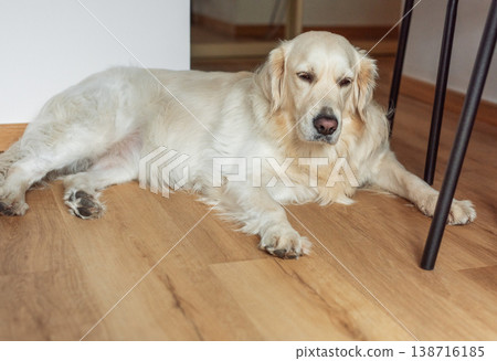 Golden retriever dog lying calmly on indoor wooden floor 138716185
