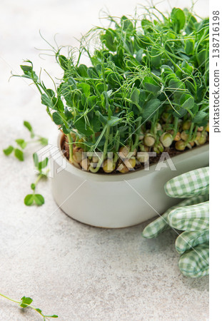 Fresh pea microgreens growing in white planter with gardening gloves 138716198
