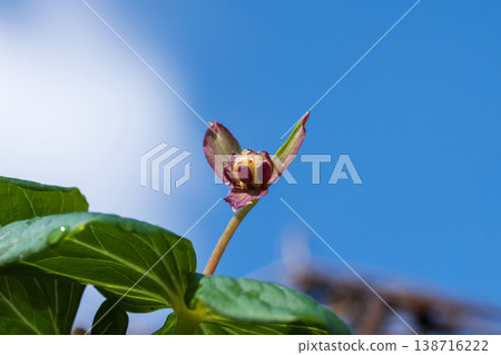 Trillium flowers and young leaves blooming against a blue sky Trillium flowers and young leaves blooming against a blue sky 138716222