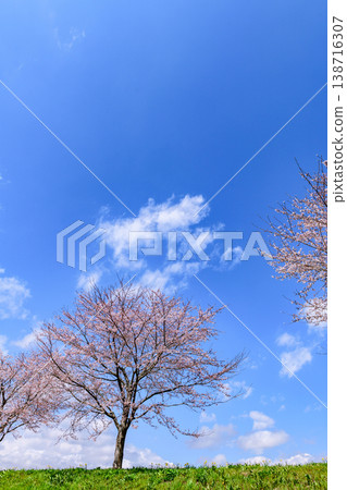 Walking along the Ogawara Cherry Blossom Line river park 138716307