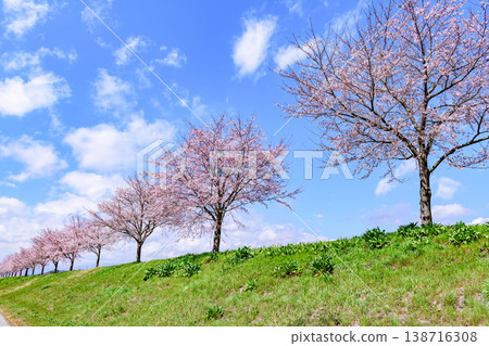 沿著小川原櫻花線河濱公園漫步 138716308