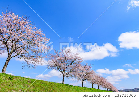Walking along the Ogawara Cherry Blossom Line river park Walking along the Ogawara Cherry Blossom Line river park 138716309