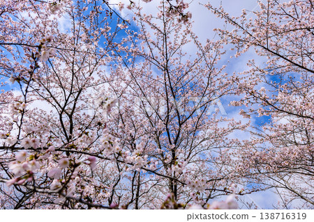 Walking along the Ogawara Cherry Blossom Line river park Walking along the Ogawara Cherry Blossom Line river park 138716319