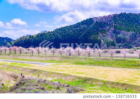 Walking along the Ogawara Cherry Blossom Line river park 138716333