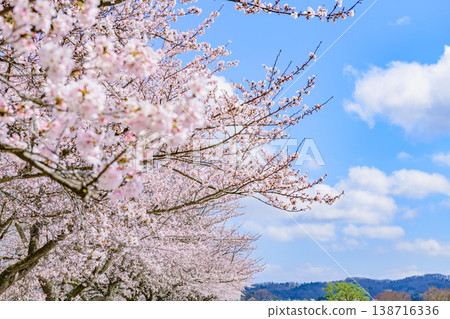 沿著小川原櫻花線河濱公園漫步 沿著小川原櫻花線河濱公園漫步 138716336