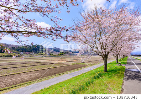 Walking along the Ogawara Cherry Blossom Line river park 138716343