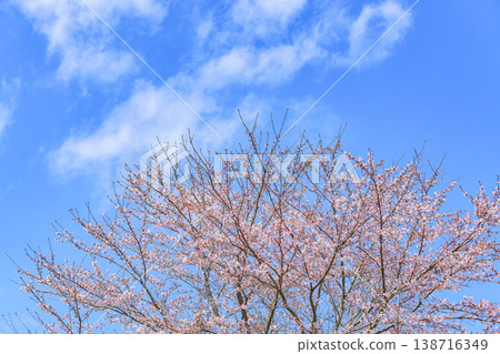 Walking along the Ogawara Cherry Blossom Line river park Walking along the Ogawara Cherry Blossom Line river park 138716349