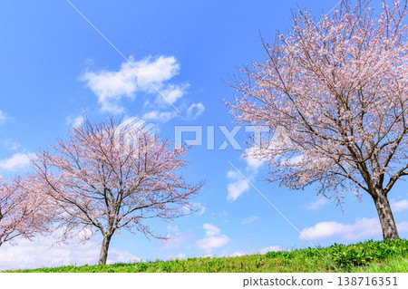 Walking along the Ogawara Cherry Blossom Line river park 138716351