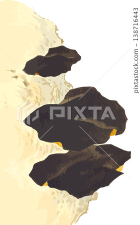 Natural history illustration material of rock ear (Iwatake) Natural history illustration material of rock ear (Iwatake) 138716443