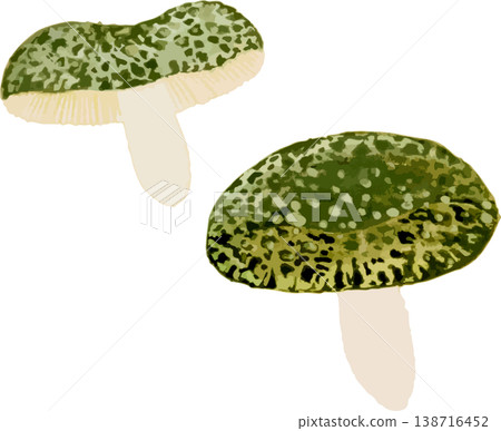 Natural history illustration material for Omphalotus japonicus (Moonlit Mushroom) Natural history illustration material for Omphalotus japonicus (Moonlit Mushroom) 138716452