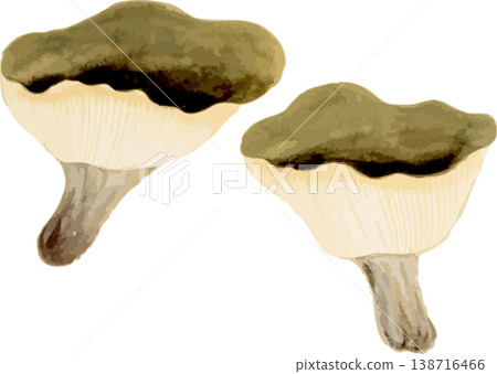 柿竹的自然史插畫素材 柿竹的自然史插畫素材 138716466