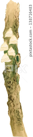 Natural history illustration of oyster mushrooms growing on a white plum tree. Natural history illustration of oyster mushrooms growing on a white plum tree. 138716483