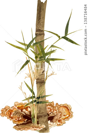 竹根植物(Takenoishizue)的自然歷史插圖 竹根植物(Takenoishizue)的自然歷史插圖 138716484