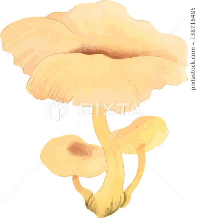 一幅素描,描繪了一朵生長在李子樹附近的白色野生蘑菇。 一幅素描,描繪了一朵生長在李子樹附近的白色野生蘑菇。 138716485