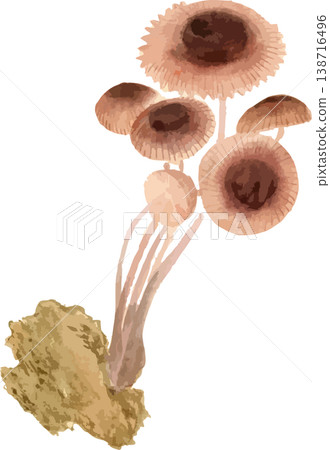一幅梅花蘑菇的素描，蘑菇傘邊緣呈現波浪狀。 138716496