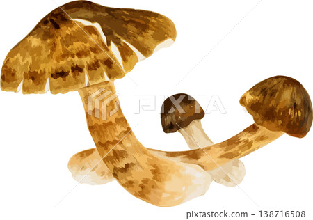 Natural history illustration of matsutake mushrooms growing under an old pine tree. 138716508