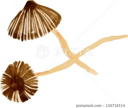 Natural history illustration material of Magusotake (Cow's Dung Mushroom) Natural history illustration material of Magusotake (Cow's Dung Mushroom) 138716514