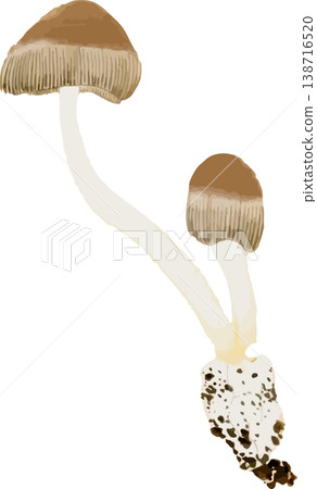 Natural history illustrations of soil fungi (Earth Fungi) Natural history illustrations of soil fungi (Earth Fungi) 138716520