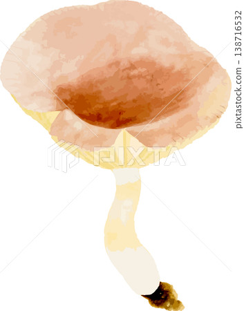 Natural history illustration material #2 of the Fox's Cup (Kitsune no Sakazuki) 138716532