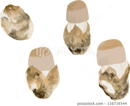 蛋黃菌(Amanita caesarea)生長過程的自然歷史插圖。 蛋黃菌(Amanita caesarea)生長過程的自然歷史插圖。 138716544