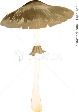 Natural history illustration material of Parasol Mushroom (Macrolepiota procera) 138716548