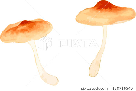 Natural history illustration material of Onigai (demon lid) 138716549