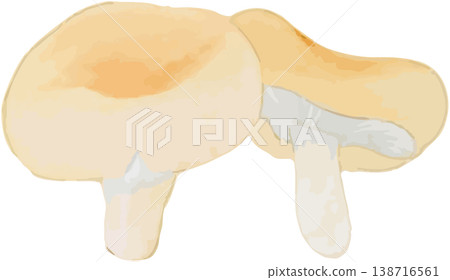Natural history illustration of azalea mushroom (Tsutsujitake) Natural history illustration of azalea mushroom (Tsutsujitake) 138716561