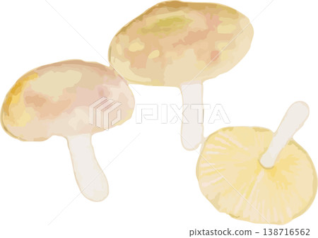 矮生蘑菇(Lyophyllum decastes)的自然歷史插圖。 矮生蘑菇(Lyophyllum decastes)的自然歷史插圖。 138716562