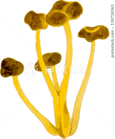 油菇（姬菇）的自然史插圖 138716563