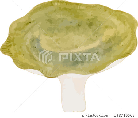 Natural history illustration material for the indigo mushroom (Aitake) Natural history illustration material for the indigo mushroom (Aitake) 138716565