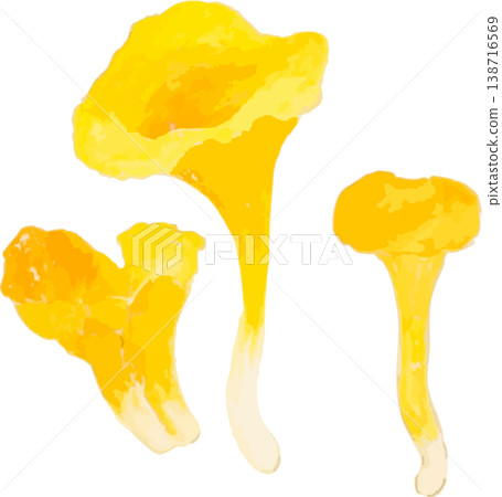 蘆葦菌(Reed Fungus)的自然史插圖資料 蘆葦菌(Reed Fungus)的自然史插圖資料 138716569