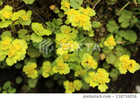 Background with colorful growing leaves Background with colorful growing leaves 138716856
