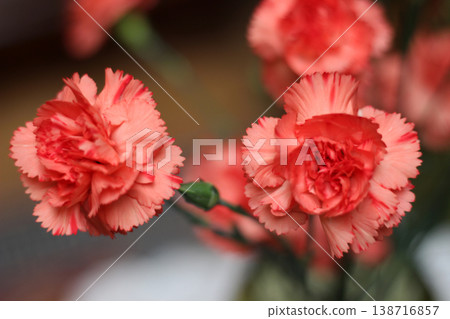 Red carnation flowers Red carnation flowers 138716857