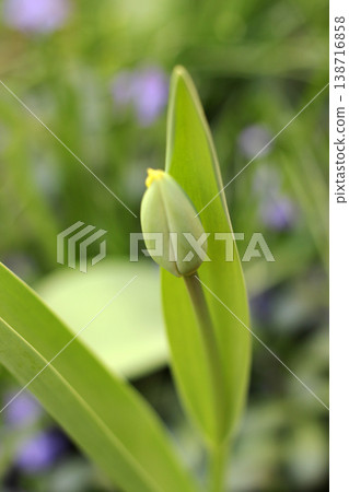 Blooming bud of tulip Blooming bud of tulip 138716858