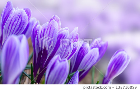 Purple crocus flowers bloom in spring Purple crocus flowers bloom in spring 138716859