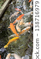 A photo of carp swarming around food. 138716979