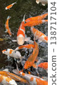 Beautiful outdoor photos of koi and other swimming creatures. 138717104