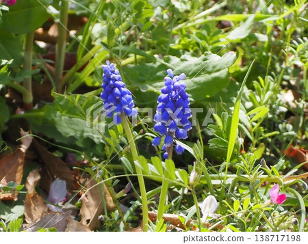 Blue Muscari Blue Muscari 138717198