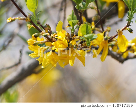 Forsythia flowers blooming in the park in early spring Forsythia flowers blooming in the park in early spring 138717199