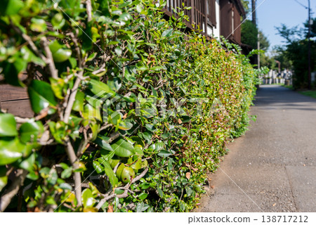 A landscape of lush hedges and plantings lining the streets of a residential area. A landscape of lush hedges and plantings lining the streets of a residential area. 138717212