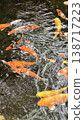 A photograph of orange and gold carp swimming. 138717223